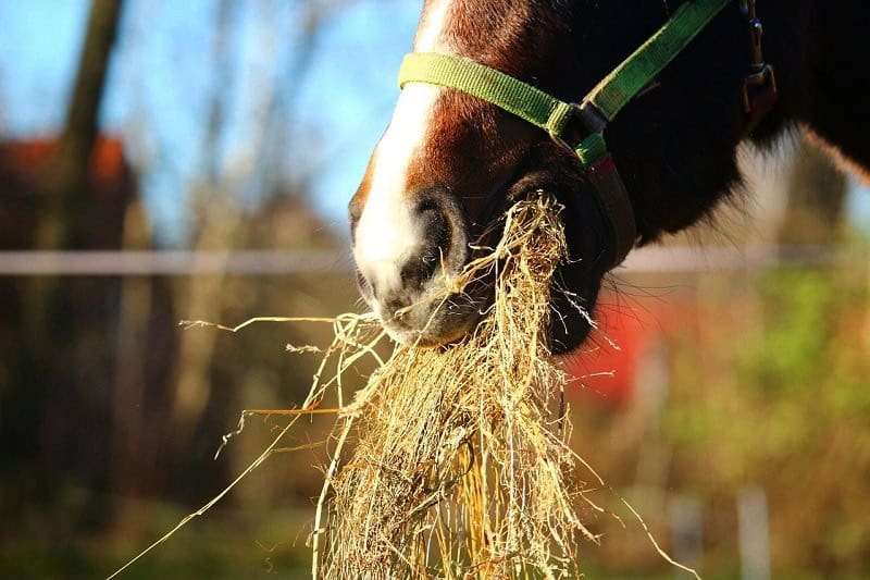 A close-up of a horse eating alfalfa hay, a natural buffer for stomach acid and gastric ulcer prevention.